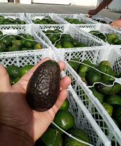 PALTA HASS  En Verde y premaduras, Chicas 7 paltas x Kilo. $27.000 Los 10 Kilos.
