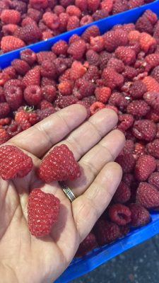 Frambuesa Fresca de Mata. Por Kilo $7.000