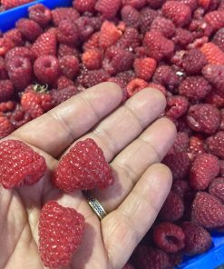 Frambuesa Fresca de Mata. Por Kilo $7.000